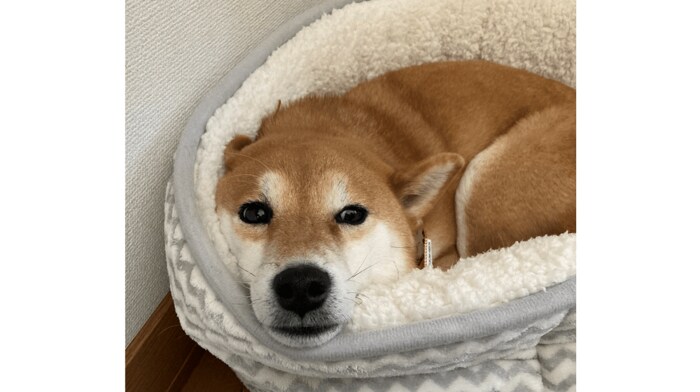お休み前のすずちゃん