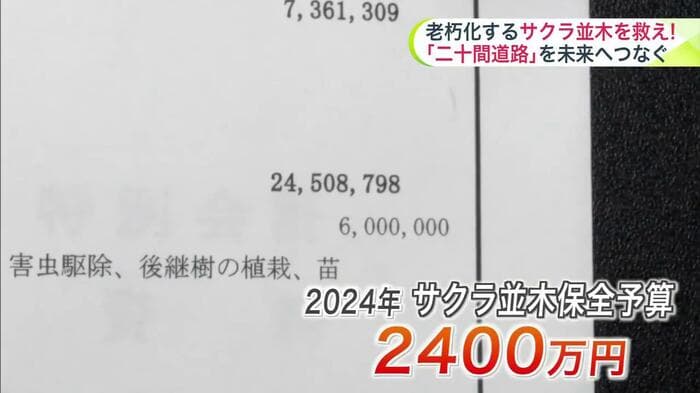 並木の維持管理や樹木医による診断など、保全には費用が必要