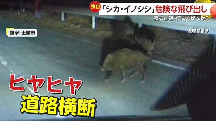 方向転換したうり坊(視聴者撮影)