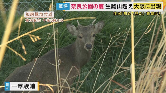 東大阪市で見つかった鹿