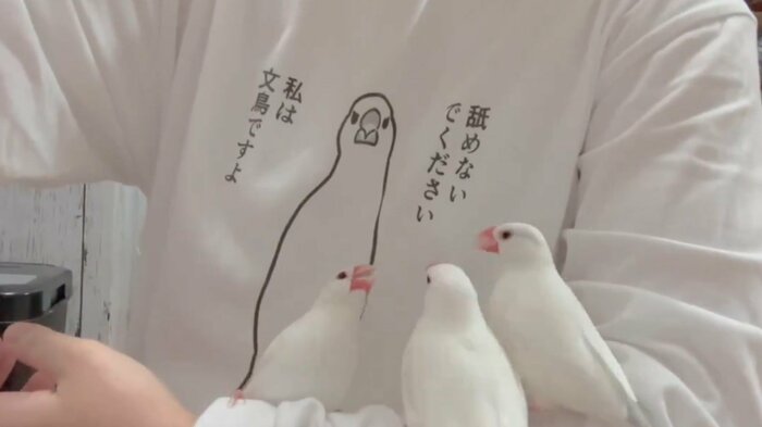 Tシャツとあまりにもマッチしている文鳥