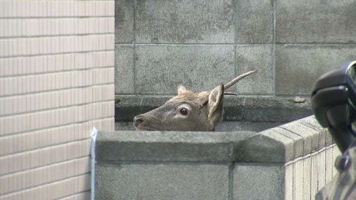 札幌市中央区・アパートの敷地内にとどまるシカ(10月20日)