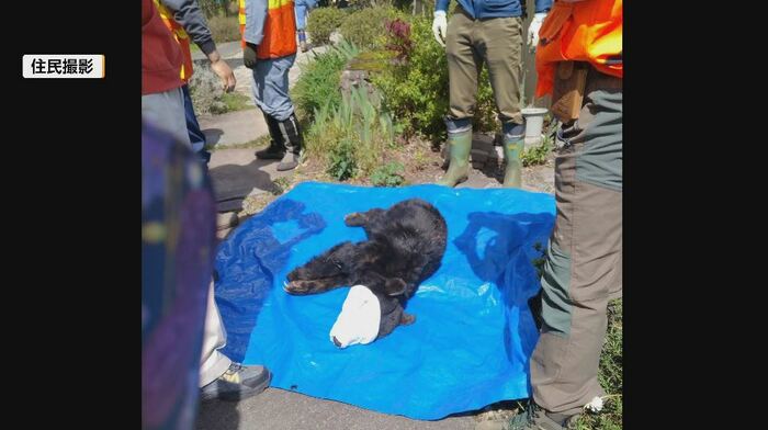 麻酔銃で眠らされたクマ　住民撮影