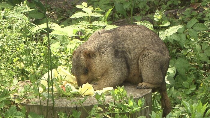 草や野菜などを食べていた