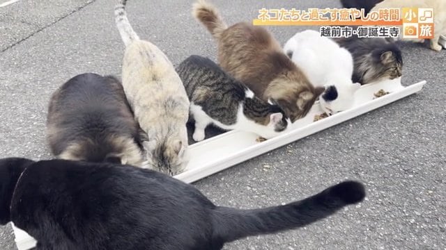1列になってモグモグ