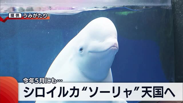 うみがたりから「シロイルカ」いなくなる… 人気者“ソーリャ”天国へ 5月にも1頭死ぬ【新潟】