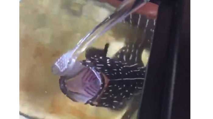 口を大きく開いて「あ~ん!!」“歯磨きする魚”が可愛すぎる…そのきっかけを聞いてみた