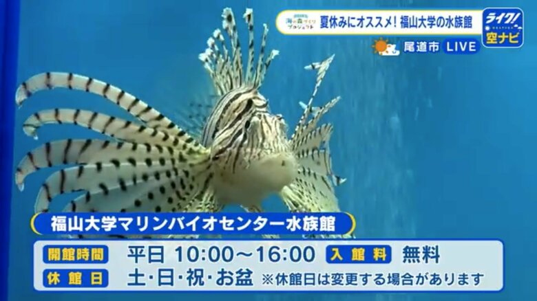 学生が運営する手作り感満載の水族館　ヒトデやウニが触れるプール　入場無料で学生のガイド付き　広島・福山大学｜FNNプライムオンライン