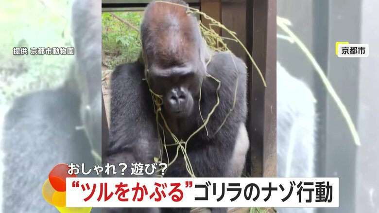 ”おしゃれゴリラ”人気者に！7年以上続ける“ツルをかぶる”ナゾ行動…子ゴリラもマネっこ　京都市動物園｜FNNプライムオンライン