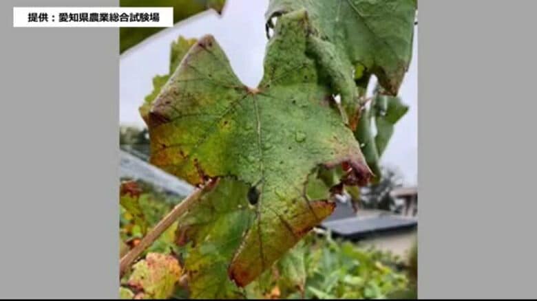 福島県内でブドウの“リーフロール病”初確認　糖度や食味への影響注視｜FNNプライムオンライン