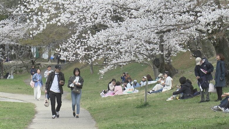 倒木等の危険で“桜祭り中止”の所も…お花見スポットで進む『桜の老齢化』クラファンやふるさと納税に新たな活路｜FNNプライムオンライン