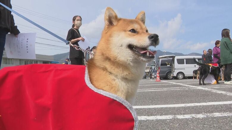 小さくても嗅覚などが武器に…『柴犬の警察犬』岐阜県警が初めて任命 大型犬に交じりミニチュアシュナウザーも｜FNNプライムオンライン