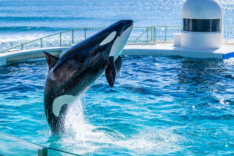 主要レジャー施設、約2割でチケット値上げ 「水族館」の入場料平均、初の2千円台 運営コスト増が要因