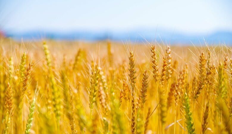 「輸入小麦」3年ぶり価格引き下げも…食品値下げは24年以降か｜FNNプライムオンライン