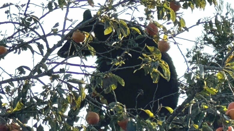 クマの出没相次ぐ勝山市　朝晩のウォーキングにと「ジオアリーナ」を午前6時から開放　市内では2度の緊急銃猟　福井｜FNNプライムオンライン