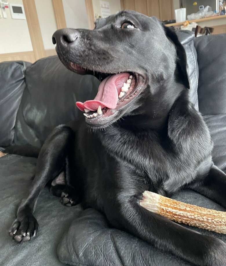 笑顔のぽこちゃん