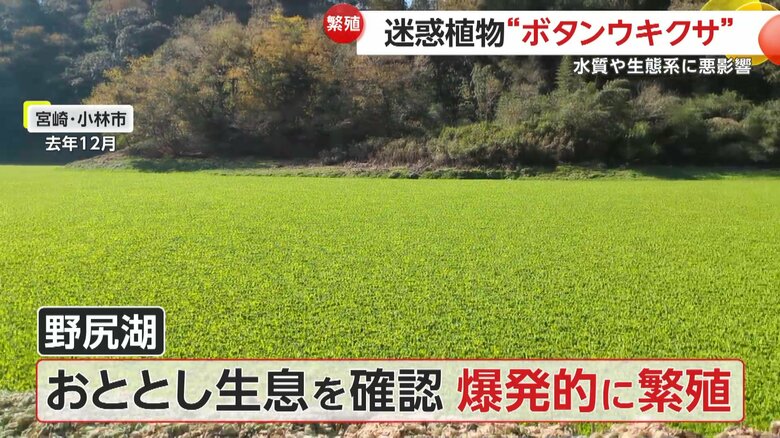 「ボタンウキクサ」は2023年に生息が確認されてから爆発的に繁殖したという