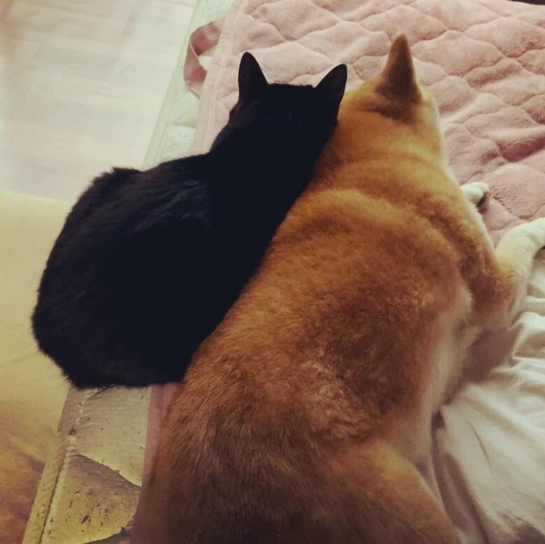 雷の時、天くんに寄り添うももちゃん