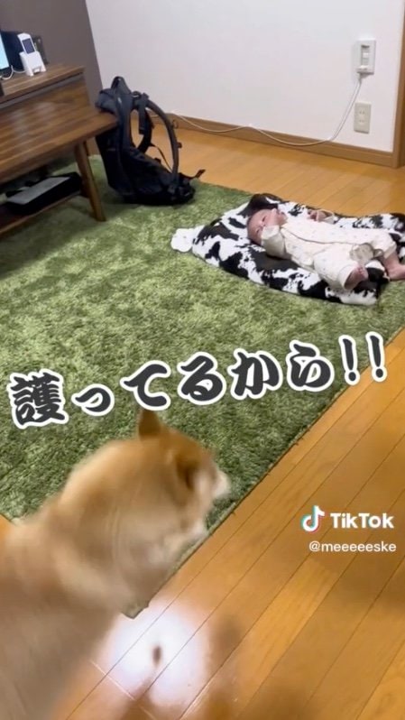 提供：柴犬こちゃんさん