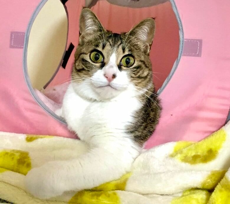 胸元がモフモフしているのが理由？