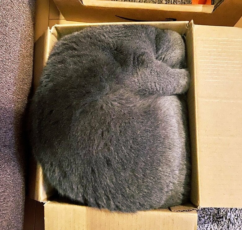 段ボール箱に収まるおそばちゃん