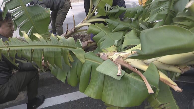 撤去された“無許可バナナ”