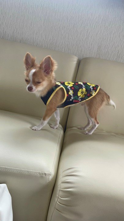 提供：ふくのすけさん