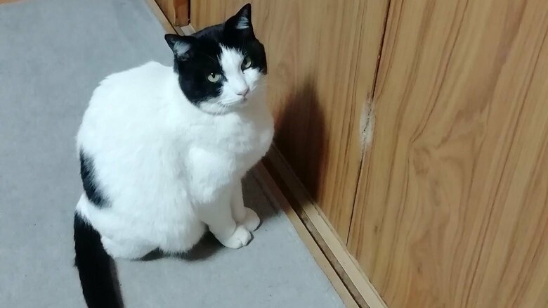 引き戸を開けてほしいときの視線