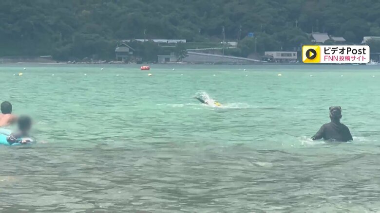 イルカが子どもを襲う一部始終⑥（全18枚）