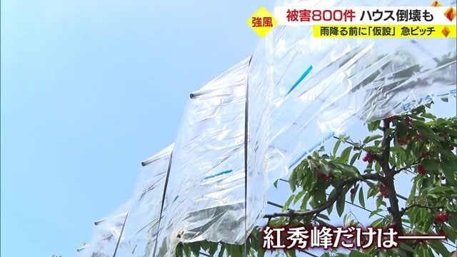 紅秀峰の木にだけ仮設のハウスを設置した