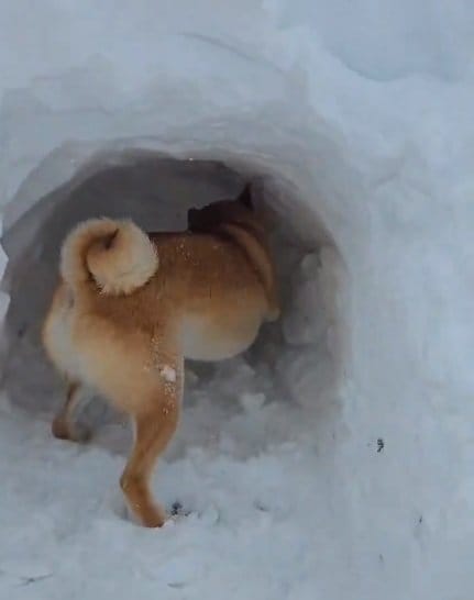 必死で雪を掘り堀り！