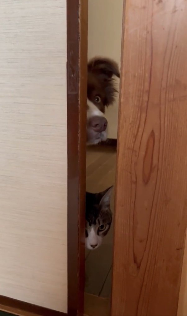 提供：ゆに＆メッシさん