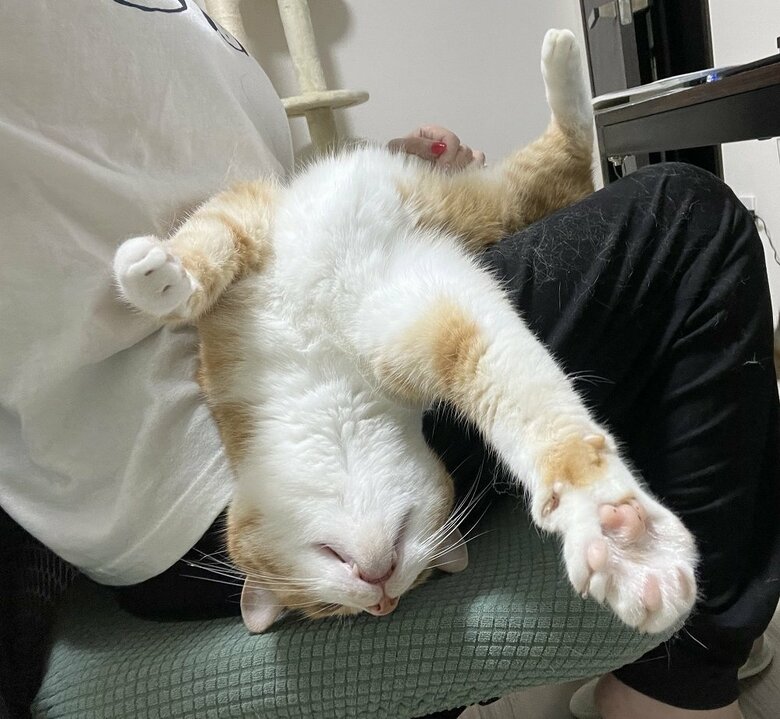 膝の上でも自由に伸びる