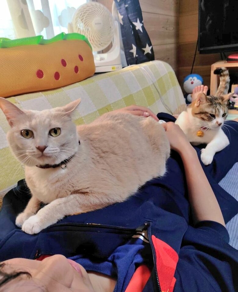 手前：ナナちゃん　奥：テンちゃん（提供：nyaokoさん）