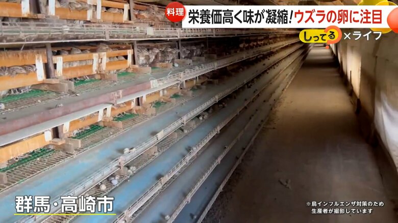 うずらを飼育する群馬・高崎市の農場