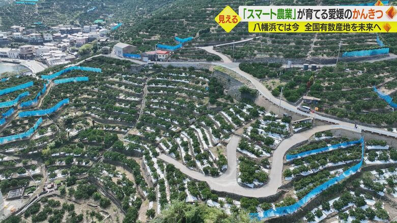 急傾斜地に広がるミカン園地