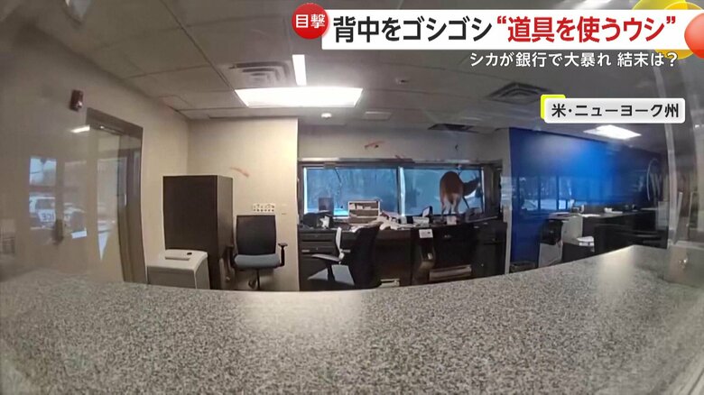 窓を突き破って侵入すると、縦横無尽に暴れ回っていたシカ