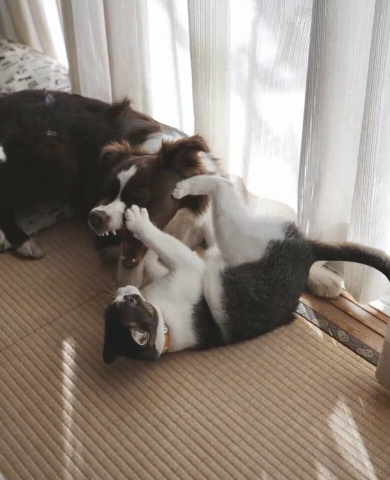 提供：ゆに＆メッシさん