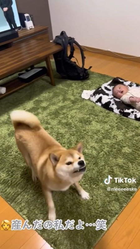 提供：柴犬こちゃんさん