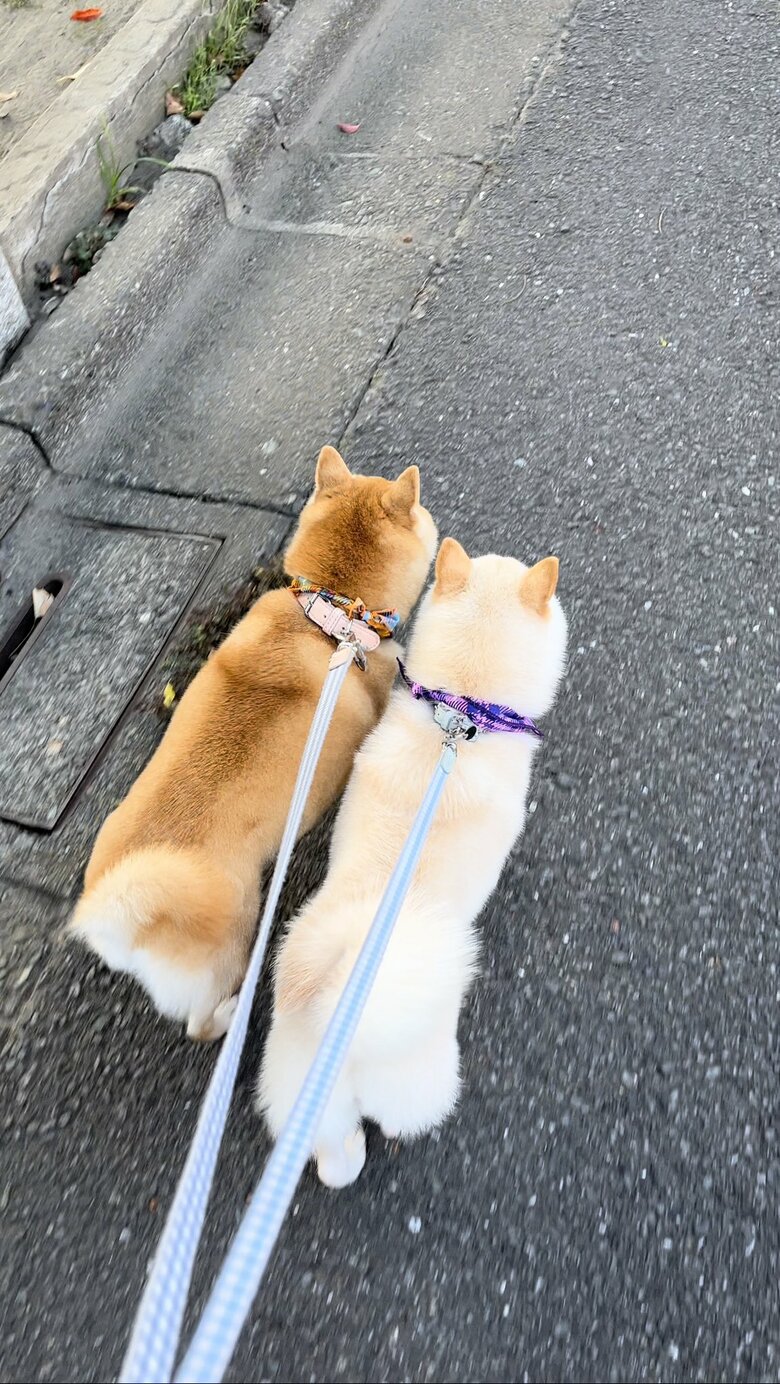 並んで歩く
