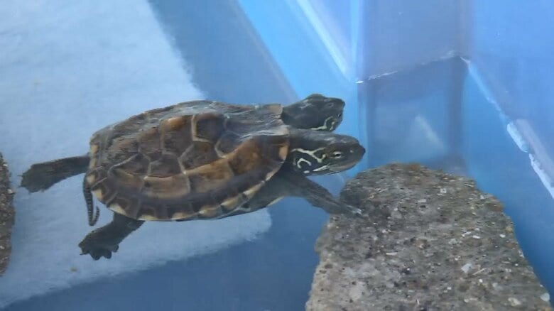 水槽を泳ぐ頭が2つのカメ