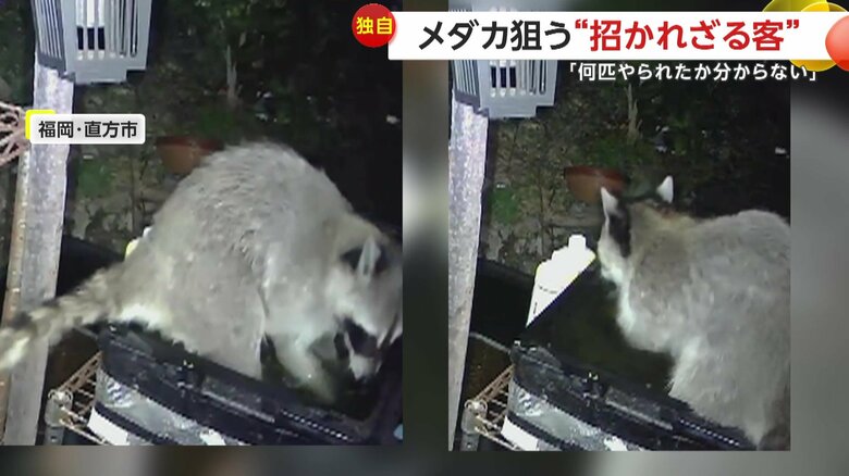 メダカをパクリと口に運び、さらにもう1匹、また1匹と捕えて食べていたアライグマ
