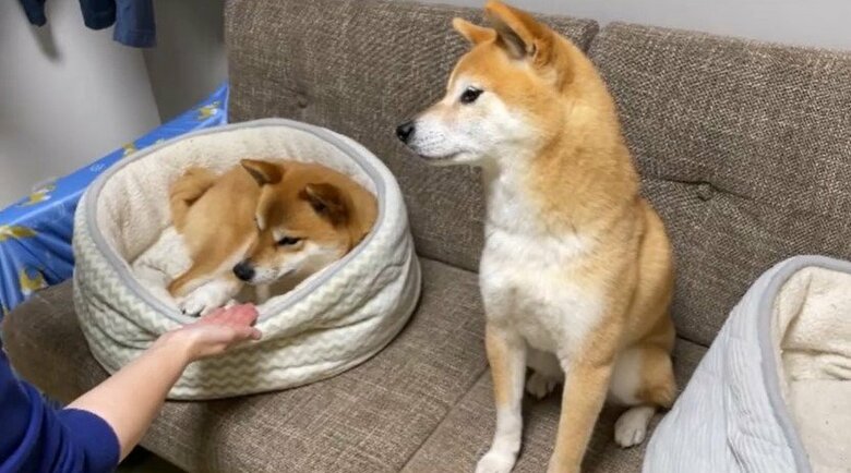 お手を横着する、もずくくん