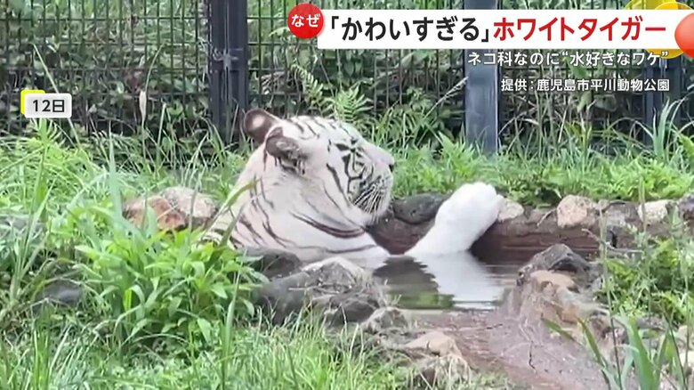 SNSで拡散されると「かわいすぎる」と話題に