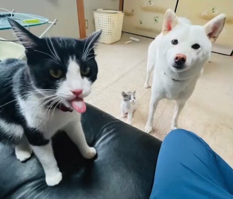 提供：連呼 cubnushi all-starさん