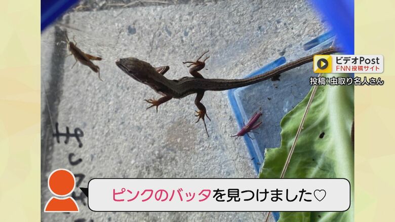 FNNビデオPostに届いた画像