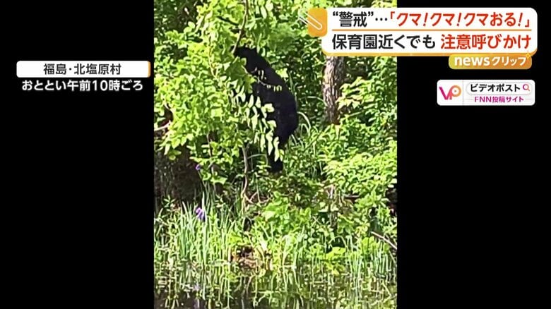 木に登るクマの背中（FNN投稿サイト「ビデオポスト」）