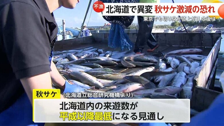 来遊数が減少する秋サケ