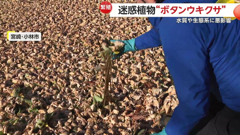 特定外来生物に指定されている「ボタンウキクサ」
強い繁殖力が特徴の「ボタンウキクサ」