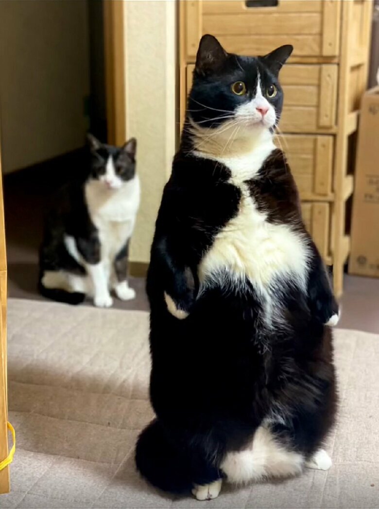 安定感のある立ち姿の凛くん